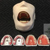 Kavo Jaw, Skin, with Typodents, Extra ModuPro Carrier Trays, Pros Modules, More KAVO